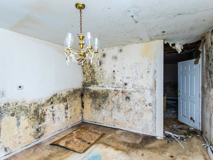 Restore Homes Quickly with Flood Damage Restoration Services