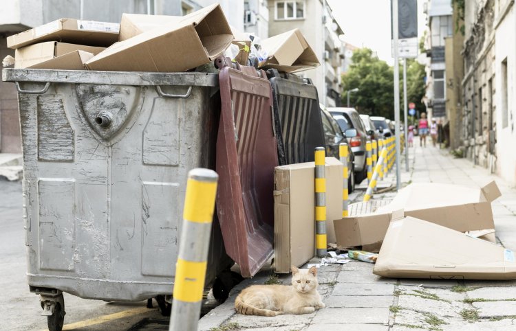 The Ultimate Guide to Junk Removal Services in Portland