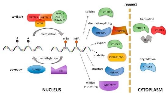 What is RNA Methylation and How to Study