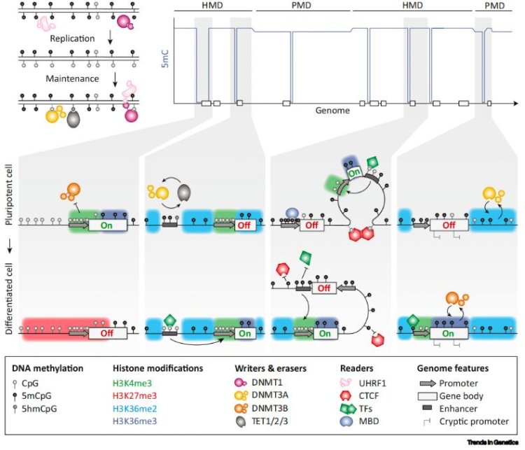 The Role of DNA Methylation in Modern Biomedical Research