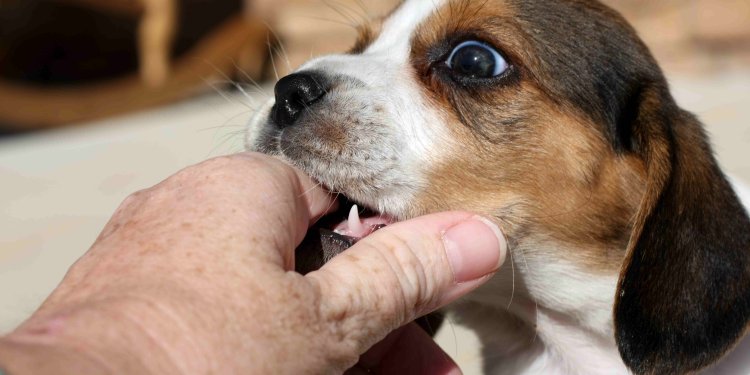 Dog Bite Injuries: What Are Your Legal Rights?