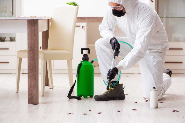 Best Pest Control Service in Mumbai: Say Goodbye to Unwanted Guests Once and for All