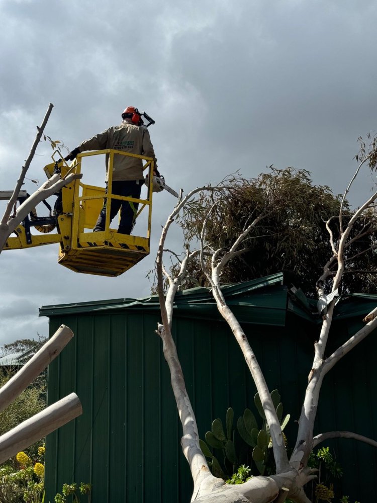 The Crucial Steps in Hazardous Tree Removal: A Detailed Look at Benj Geerling’s Process